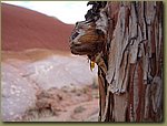 Painted Hills drop 2.JPG