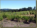 Penner Ash Vineyards 1.JPG