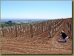 Torii Mor Vineyards 2.JPG