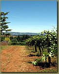 Torii Mor Vineyards 4.jpg