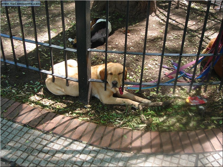 Buenos Aires - a park.JPG