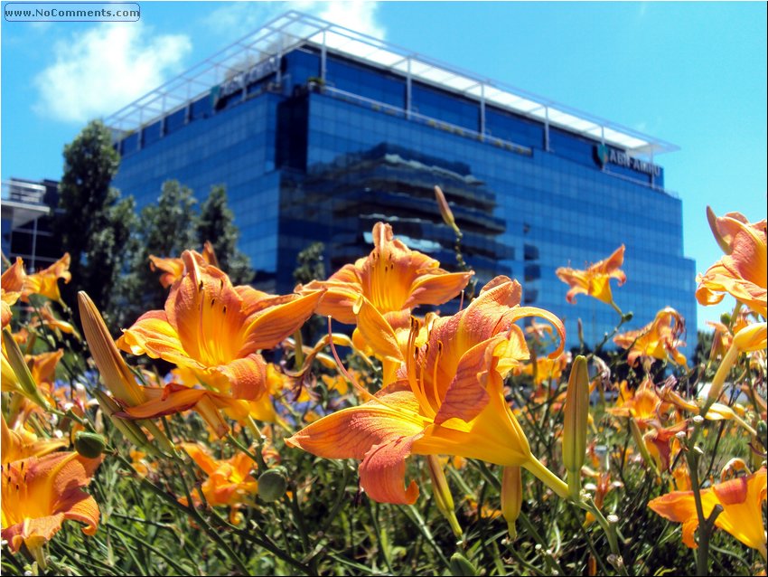 Buenos Aires flowers 1.JPG