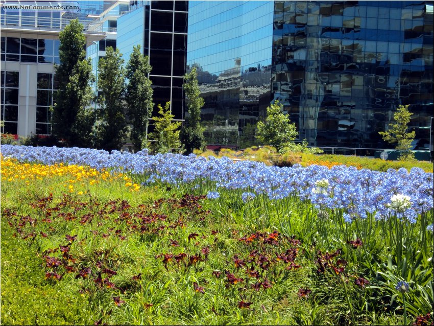 Buenos Aires flowers.JPG