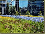 Buenos Aires flowers.JPG