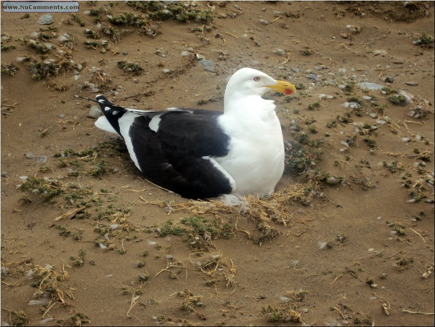 Magdalena_Island_Bird 1.JPG