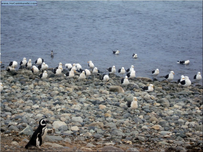 Magdalena_Island_Birds 1.JPG