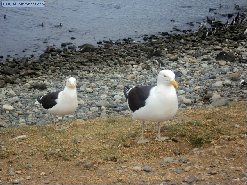 Magdalena_Island_Birds 2.JPG