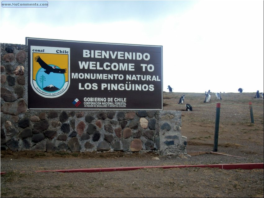 Magdalena_Island_Penguins 0.JPG