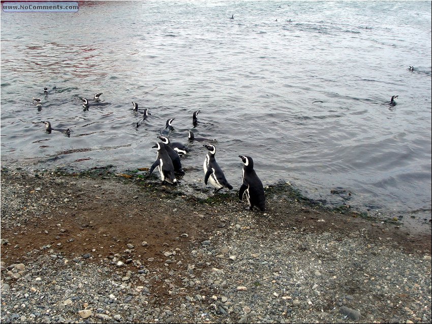 Magdalena_Island_Penguins 1.JPG