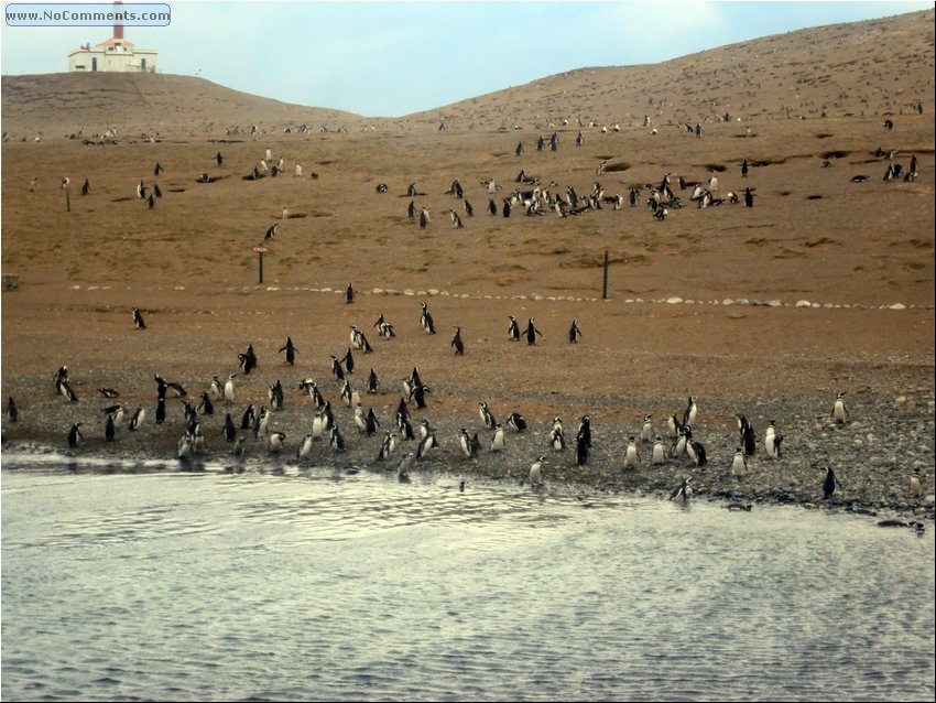 Magdalena_Island_Penguins 1a.JPG