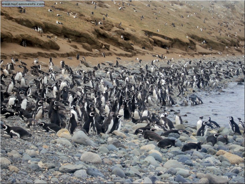 Magdalena_Island_Penguins 1b.JPG