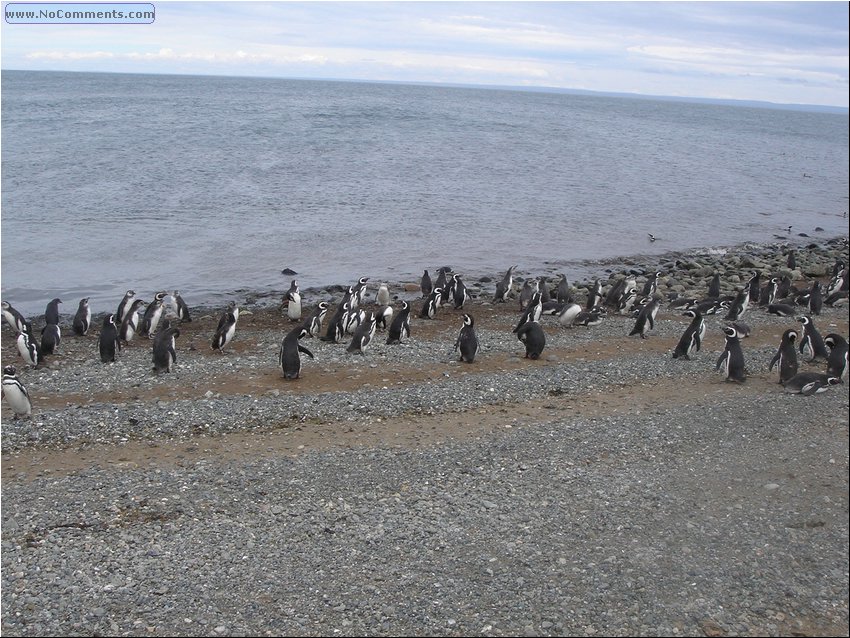 Magdalena_Island_Penguins 2.JPG