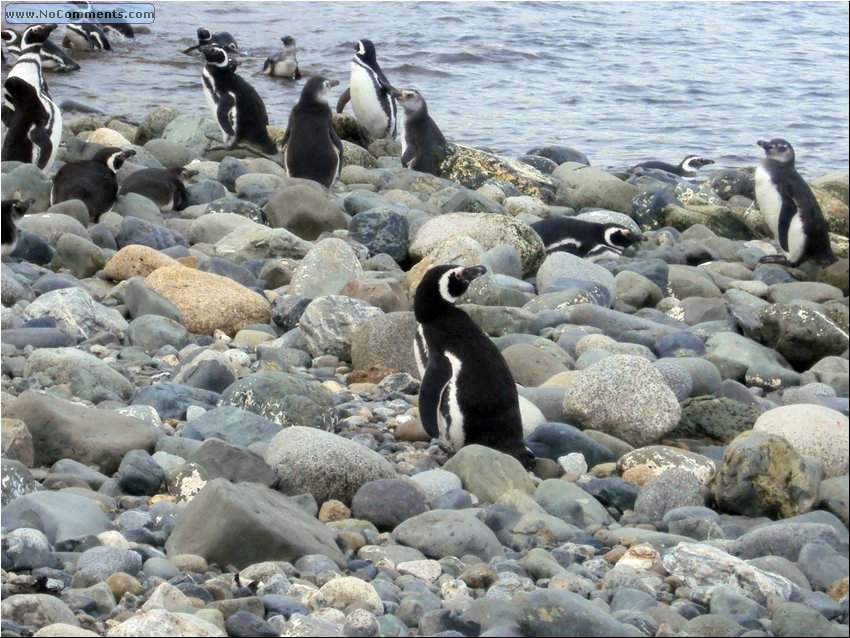 Magdalena_Island_Penguins 2a.JPG