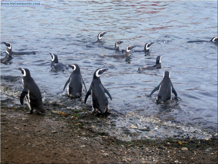 Magdalena_Island_Penguins 2b.JPG