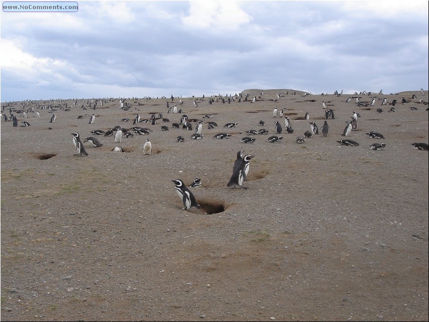 Magdalena_Island_Penguins 3.JPG