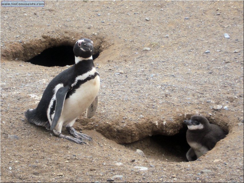 Magdalena_Island_Penguins 3a.JPG