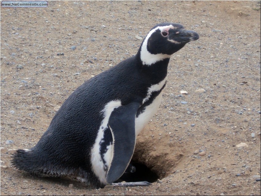 Magdalena_Island_Penguins 3b.JPG