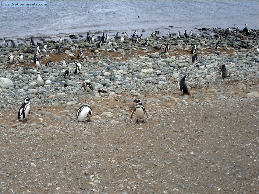 Magdalena_Island_Penguins 4.JPG