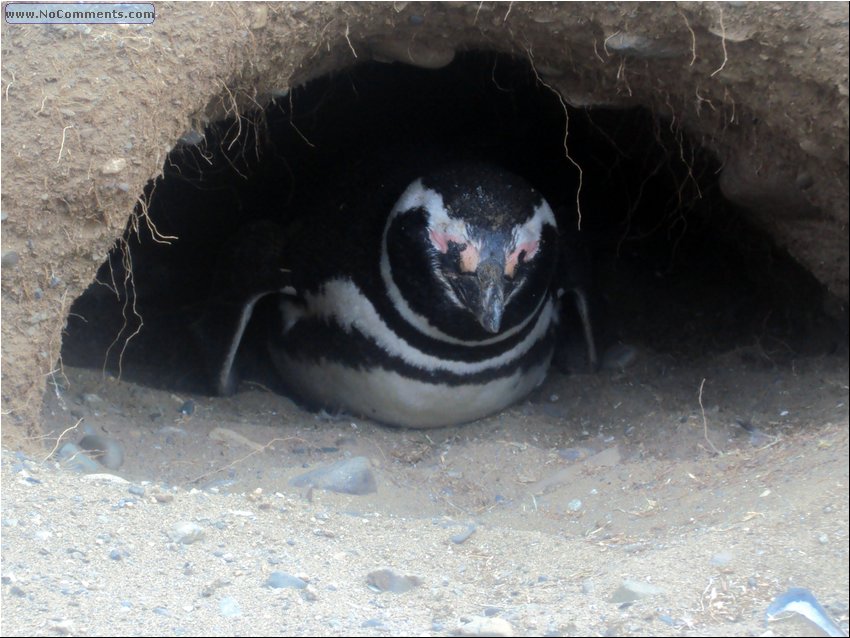 Magdalena_Island_Penguins 4a.JPG