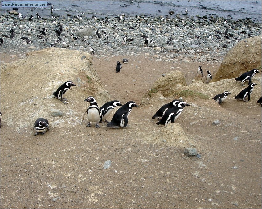 Magdalena_Island_Penguins 5.JPG