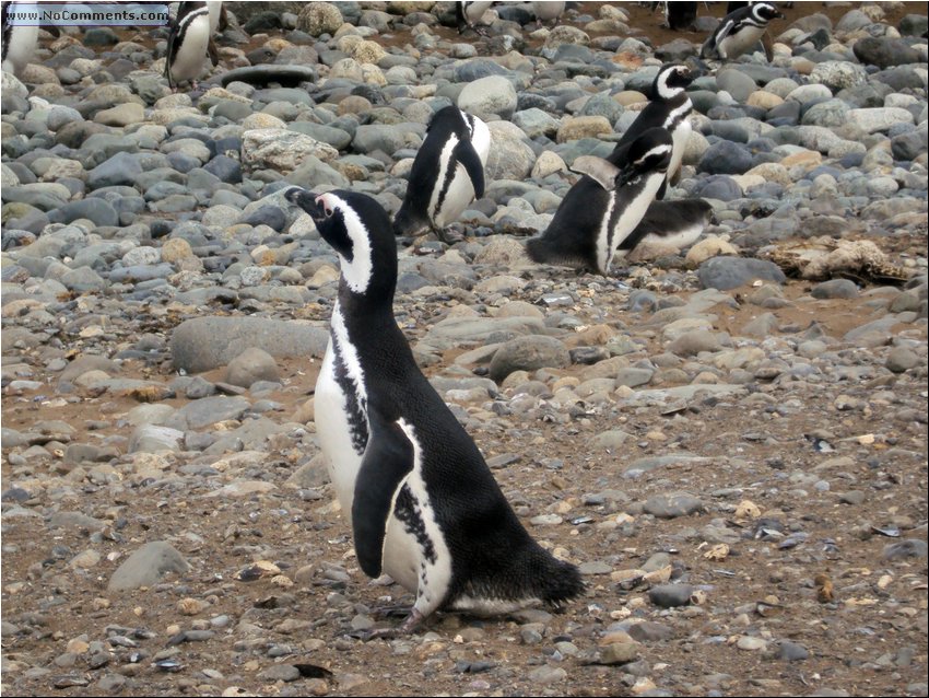 Magdalena_Island_Penguins 5a.JPG