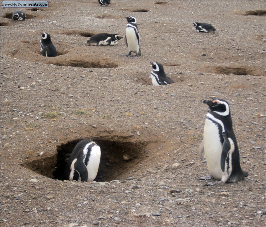 Magdalena_Island_Penguins 5b.JPG