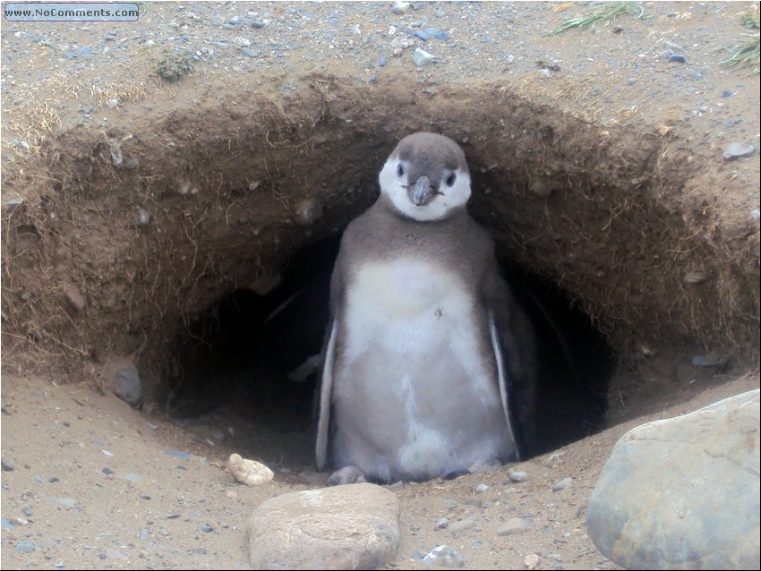 Magdalena_Island_Penguins 6a.JPG