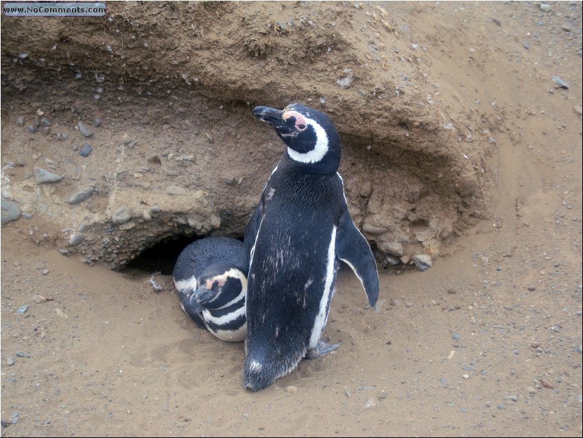 Magdalena_Island_Penguins 6b.JPG