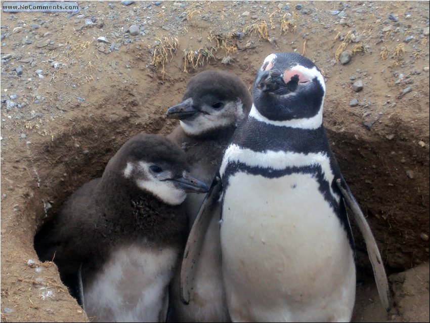 Magdalena_Island_Penguins 6c.JPG