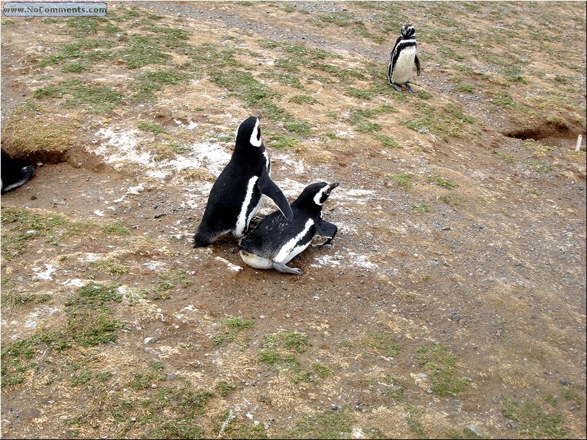 Magdalena_Island_Penguins 7.JPG