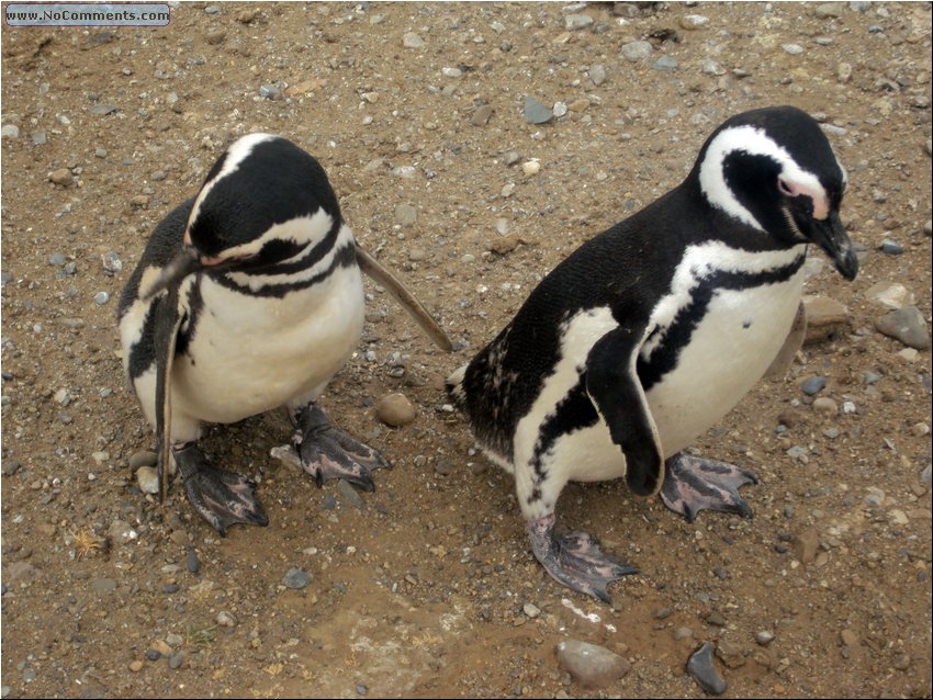 Magdalena_Island_Penguins 7a.JPG