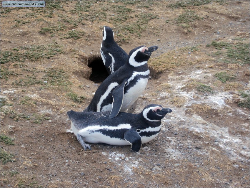 Magdalena_Island_Penguins 7b.JPG