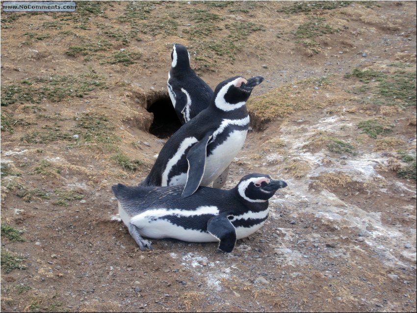 Magdalena_Island_Penguins 7b.JPG