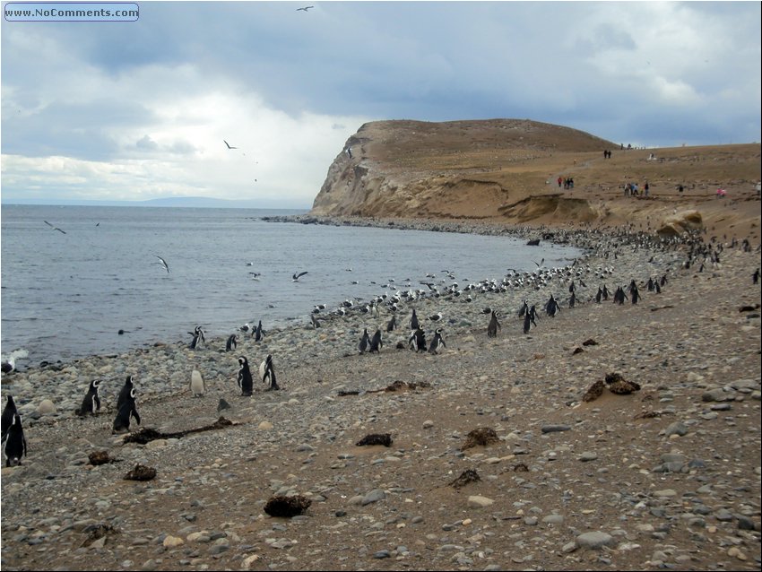 Magdalena_Island_Penguins 7c.JPG