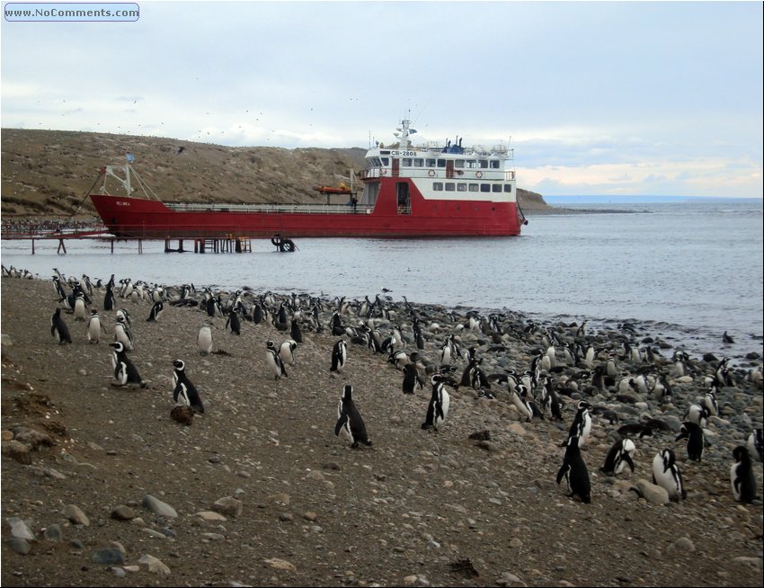 Magdalena_Island_Penguins 8a.JPG