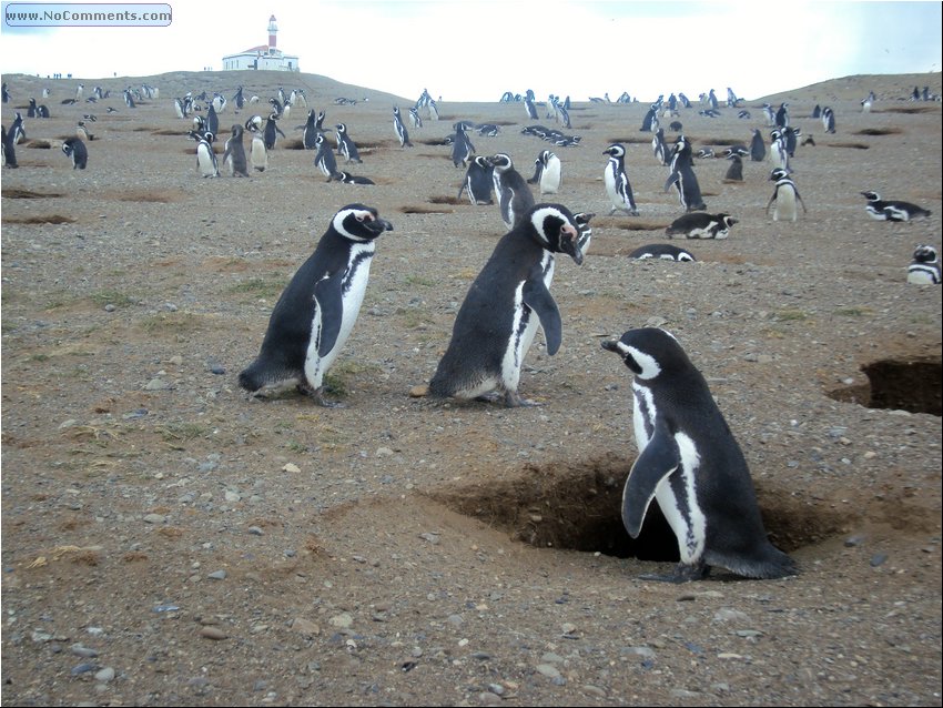 Magdalena_Island_Penguins 8b.JPG