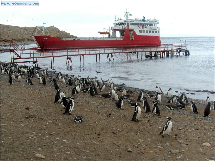 Magdalena_Island_Penguins 9.JPG