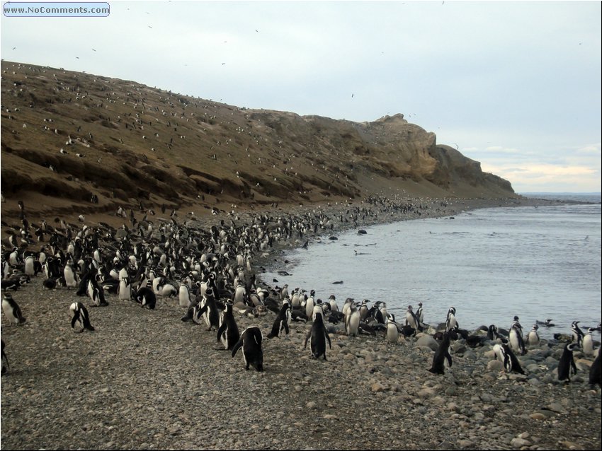 Magdalena_Island_Penguins 9d.JPG