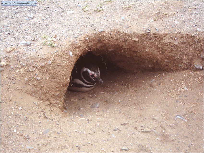 Magdalena_Island_Penguins cave.JPG