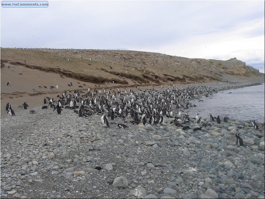 Magdalena_Island_Penguins.JPG