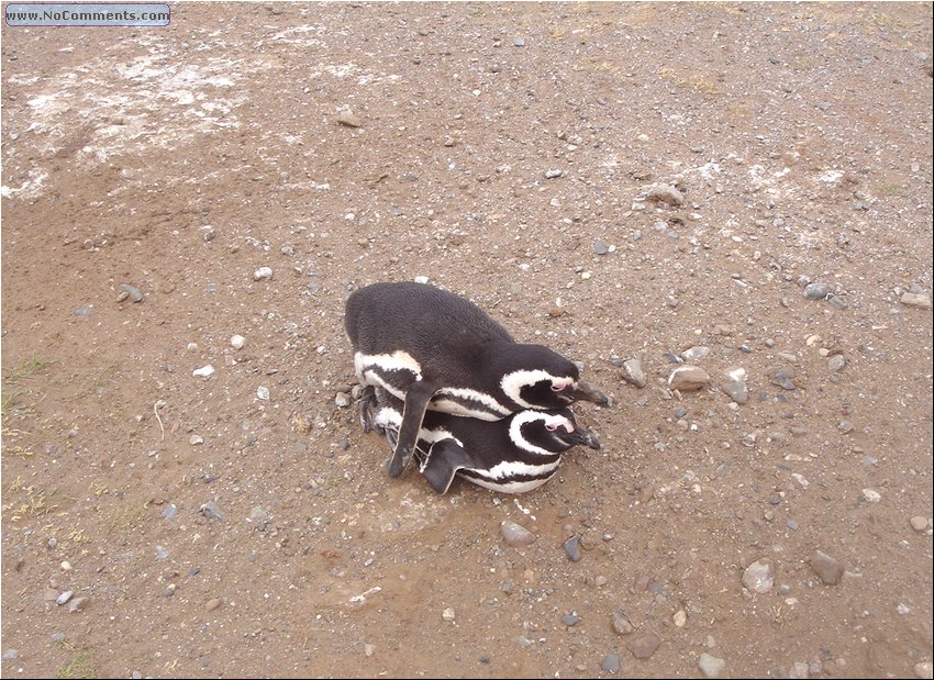 Magdalena_Island_Penguins_Money_Shot.JPG