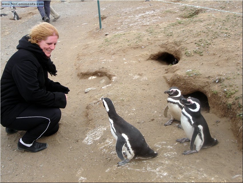 Magdalena_Island_Penguins_upclose.JPG