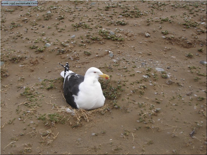 Magdalena_Island_bird.JPG