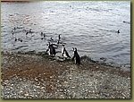 Magdalena_Island_Penguins 1.JPG