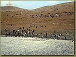 Magdalena_Island_Penguins 1a.JPG