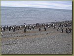 Magdalena_Island_Penguins 2.JPG