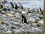 Magdalena_Island_Penguins 2a.JPG