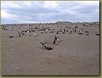 Magdalena_Island_Penguins 3.JPG