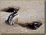 Magdalena_Island_Penguins 3a.JPG