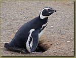 Magdalena_Island_Penguins 3b.JPG